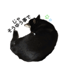 黒柴ロイ（個別スタンプ：3）