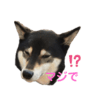 黒柴ロイ（個別スタンプ：10）