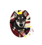 黒柴ロイ（個別スタンプ：13）