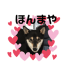 黒柴ロイ（個別スタンプ：30）