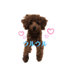 トイプー♥︎エド3（個別スタンプ：6）