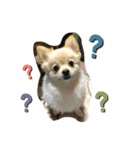 我が家 の こまち 2（個別スタンプ：2）