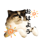 ニャワールド（個別スタンプ：3）