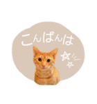 マーブル＆ミント（個別スタンプ：11）