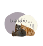 マーブル＆ミント（個別スタンプ：17）