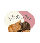 マーブル＆ミント（個別スタンプ：22）
