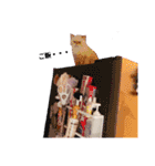 ニャンズ❤️（個別スタンプ：2）