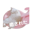 ニャンズ❤️（個別スタンプ：3）