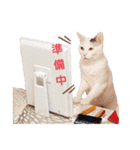 ニャンズ❤️（個別スタンプ：7）