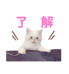 ニャンズ❤️（個別スタンプ：9）