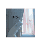ニャンズ❤️（個別スタンプ：10）