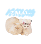 ニャンズ❤️（個別スタンプ：11）