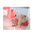 ニャンズ❤️（個別スタンプ：13）