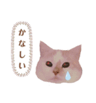 ニャンズ❤️（個別スタンプ：14）