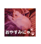 ニャンズ❤️（個別スタンプ：15）