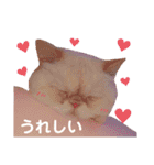 ニャンズ❤️（個別スタンプ：17）