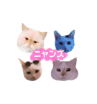 ニャンズ❤️（個別スタンプ：24）