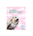 愉快な仲間たち(犬ネコ様)（個別スタンプ：3）