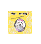 愉快な仲間たち(犬ネコ様)（個別スタンプ：5）