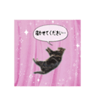 愉快な仲間たち(犬ネコ様)（個別スタンプ：6）