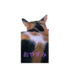みけねこみーちゃん2（個別スタンプ：1）