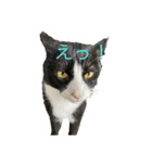 みけねこみーちゃん2（個別スタンプ：3）