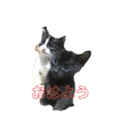 みけねこみーちゃん2（個別スタンプ：4）