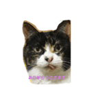 みけねこみーちゃん2（個別スタンプ：5）