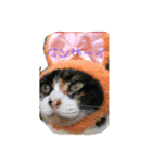 みけねこみーちゃん2（個別スタンプ：6）