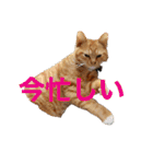 完全実写猫スタンプ（個別スタンプ：1）