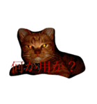 完全実写猫スタンプ（個別スタンプ：2）