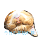完全実写猫スタンプ（個別スタンプ：3）