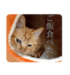 完全実写猫スタンプ（個別スタンプ：4）