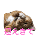 完全実写猫スタンプ（個別スタンプ：5）