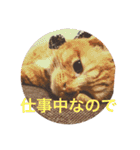 完全実写猫スタンプ（個別スタンプ：8）
