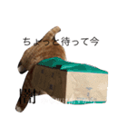 完全実写猫スタンプ（個別スタンプ：9）