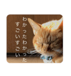完全実写猫スタンプ（個別スタンプ：11）