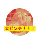 完全実写猫スタンプ（個別スタンプ：12）