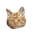 完全実写猫スタンプ（個別スタンプ：13）