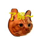 完全実写猫スタンプ（個別スタンプ：14）