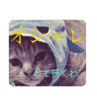 完全実写猫スタンプ（個別スタンプ：15）
