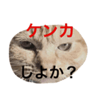 完全実写猫スタンプ（個別スタンプ：16）