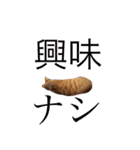 完全実写猫スタンプ（個別スタンプ：18）