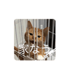 完全実写猫スタンプ（個別スタンプ：20）