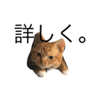 完全実写猫スタンプ（個別スタンプ：24）