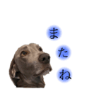ぺーたんベーたん（個別スタンプ：5）