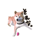 柴犬ケン（個別スタンプ：1）