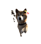 柴犬ケン（個別スタンプ：2）