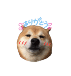 柴犬ケン（個別スタンプ：3）
