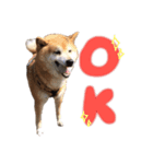 柴犬ケン（個別スタンプ：4）